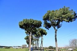 Italian umbrella pines