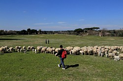 Roman Shepherd